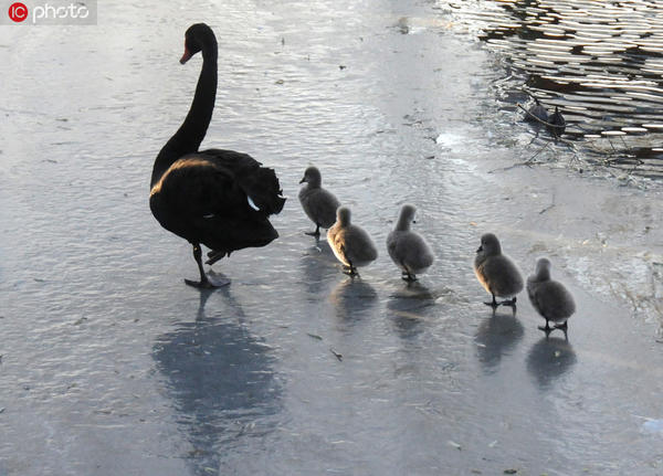 圆明园网红黑天鹅带五胞胎冰上散步 萌翻游人心